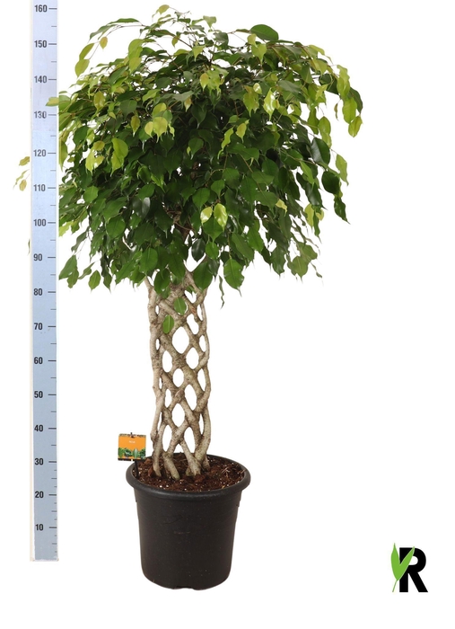 <h4>FIC BE EXOTICA</h4>