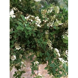 FREILAND SPIRAEA