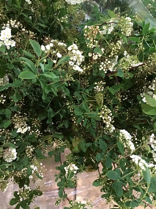 <h4>FREILAND SPIRAEA</h4>