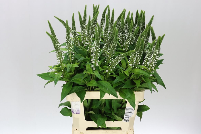 <h4>Lysimachia Abraham</h4>