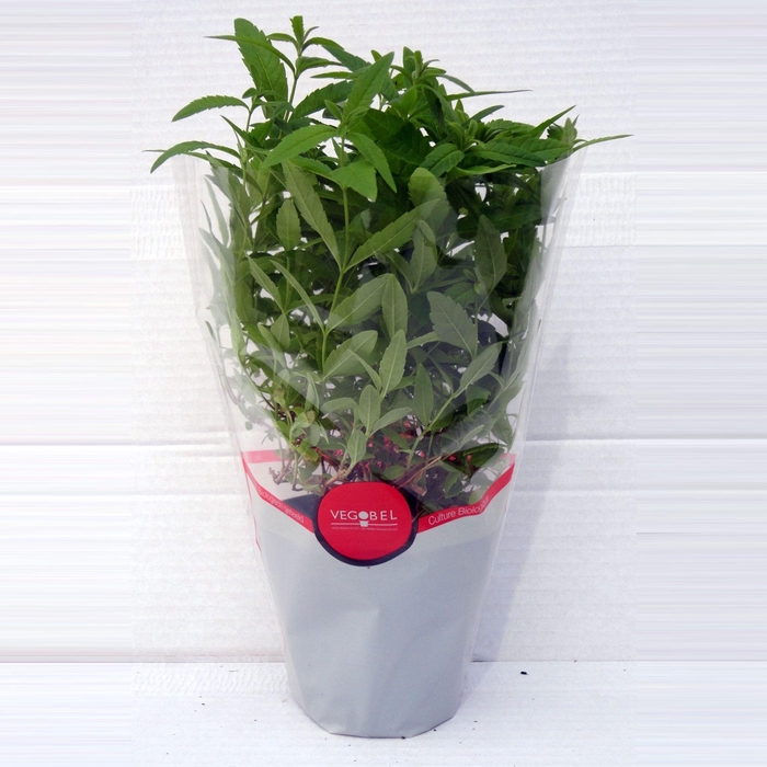 <h4>Verbena Citroen P12</h4>