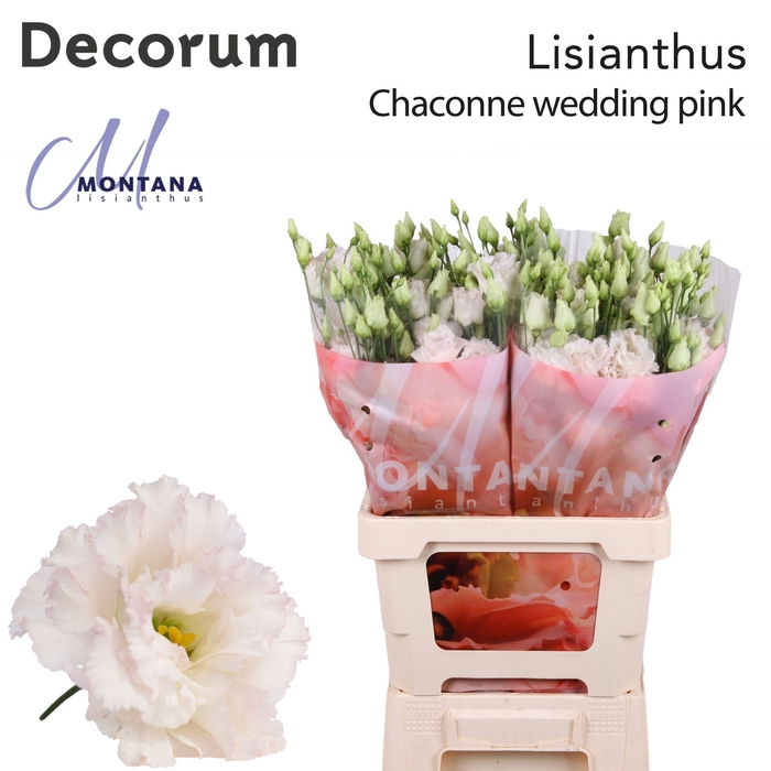 <h4>Lisianthus Chaconne wedding pink 70cm</h4>