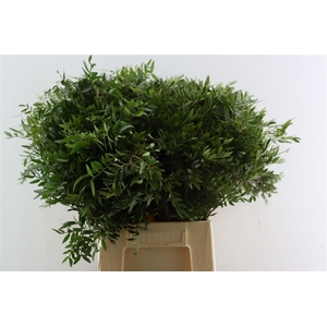 Pistache Spa 50cm Jadam P Bunch
