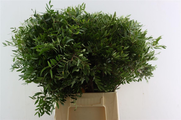 <h4>Pistache Spa 50cm Jadam P Bunch</h4>