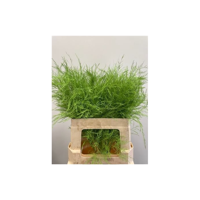<h4>Treefern Green</h4>