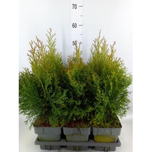 Thuja occid. 'Smaragd'