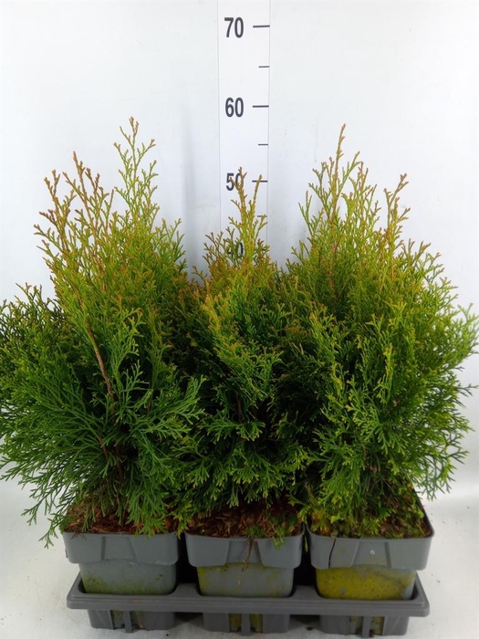 <h4>Thuja occid. 'Smaragd'</h4>