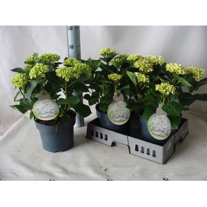 Hydrangea mac.   ...