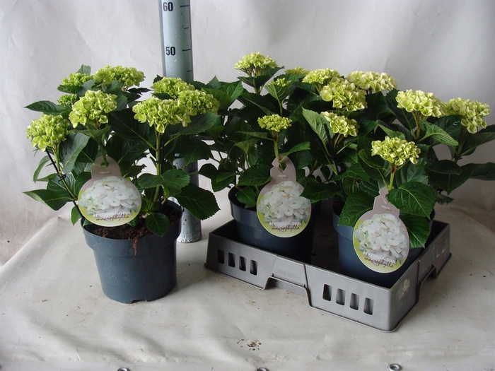 <h4>Hydrangea mac.   ...</h4>