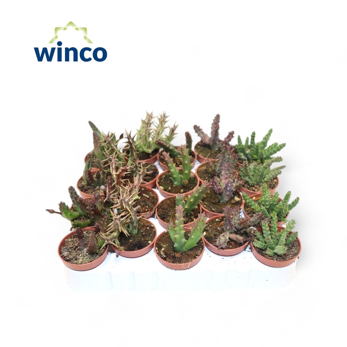 <h4>Stapelia Ssp. Mix</h4>