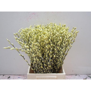 Sali Katje Creme L50