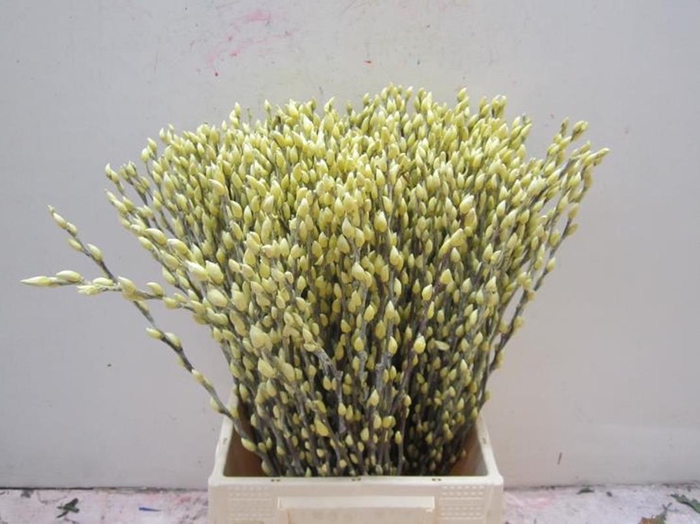 <h4>Sali Katje Creme L50</h4>