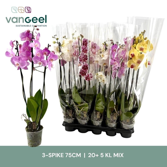 <h4>PHAL GEM 5 KL</h4>