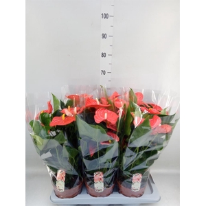 Anthurium andr. 'Florida'