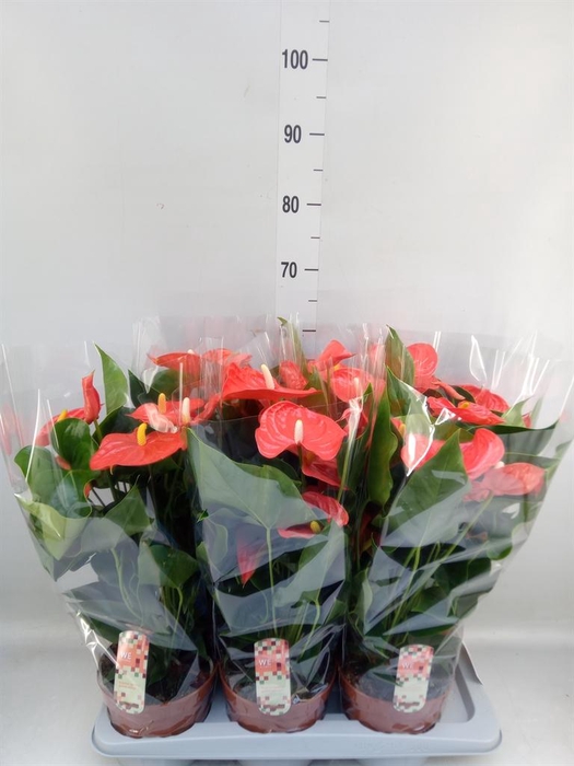 <h4>Anthurium andr. 'Florida'</h4>