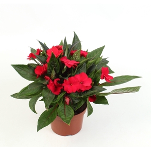 Impatiens New Guinea Martinique (Red)