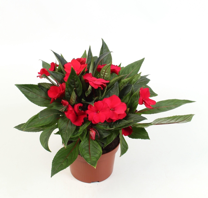 <h4>Impatiens New Guinea Martinique (Red)</h4>