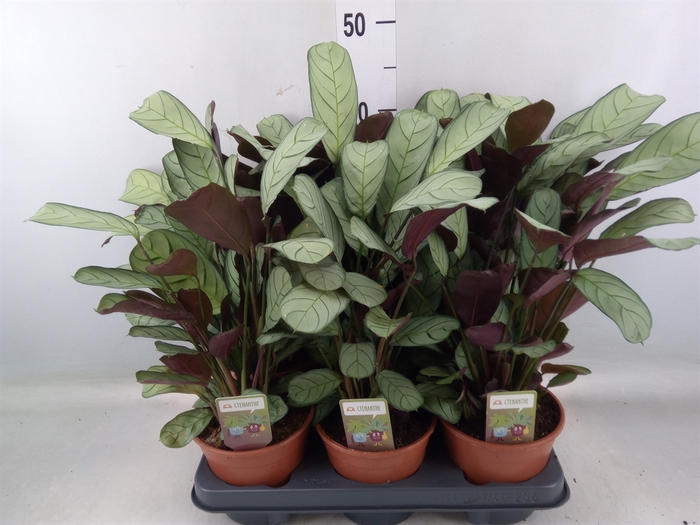 <h4>Ctenanthe burle-marxii 'Amagris'</h4>