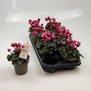 CYCL MD GARDEN