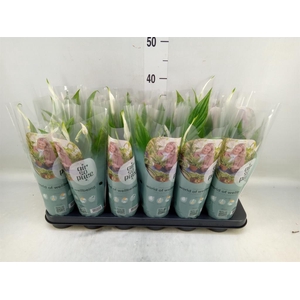 Spathiphyllum  'Pearl Cupido'