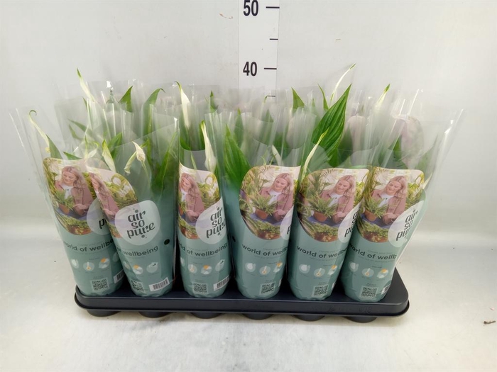 <h4>Spathiphyllum  'Pearl Cupido'</h4>