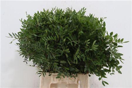 <h4>PISTACHE 50CM</h4>