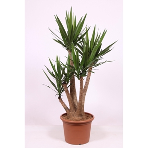 Yucca elephantipes 3+ armen