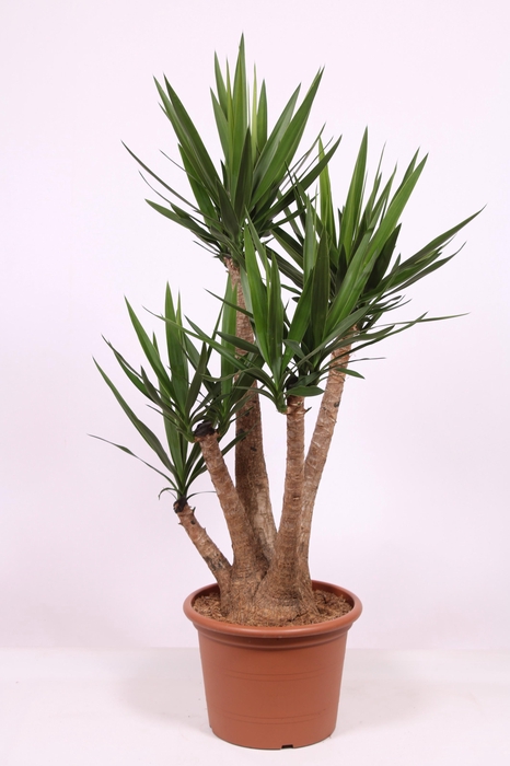 <h4>Yucca elephantipes 3+ armen</h4>