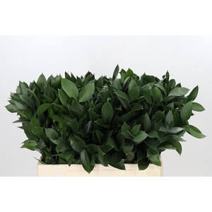 RUSCUS HYPOPHYLLUM
