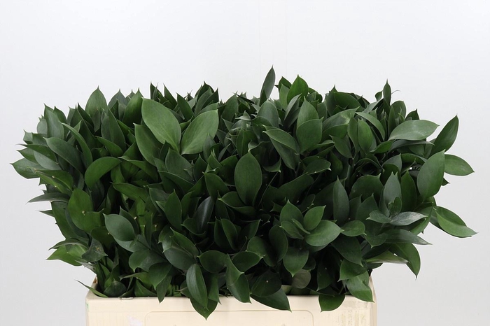 <h4>RUSCUS HYPOPHYLLUM</h4>