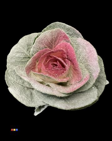 <h4>Brassica Marshmallow Cerise</h4>