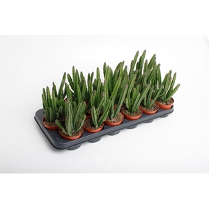 Stapelia Leendertzia