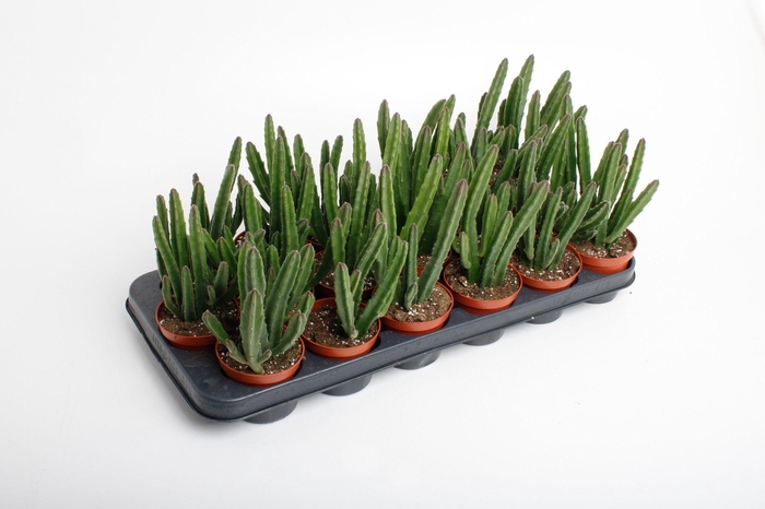 <h4>Stapelia Leendertzia</h4>