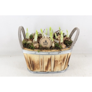 arr4 Narcis PL - Hout ovaal oor x5