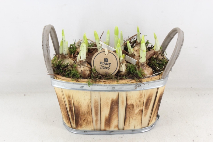 <h4>arr4 Narcis PL - Hout ovaal oor x5</h4>