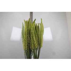 Eremurus Yellow Rebe