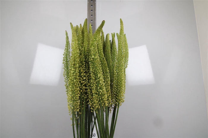 <h4>Eremurus Yellow Rebe</h4>