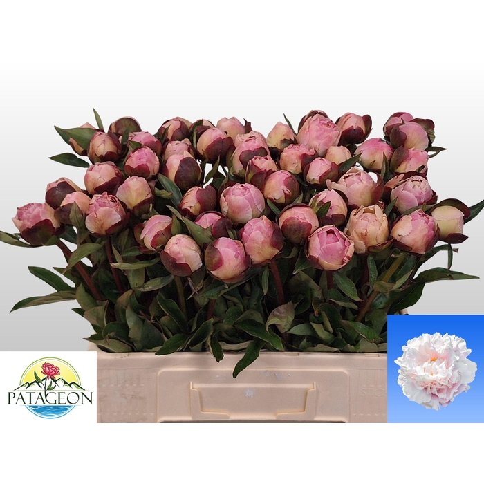 <h4>PAEO L GARDENIA</h4>