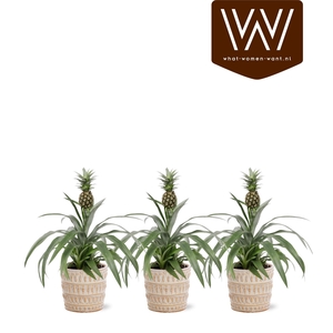 ANANAS OV
