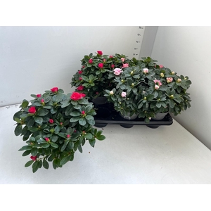 RHODO SI GEM