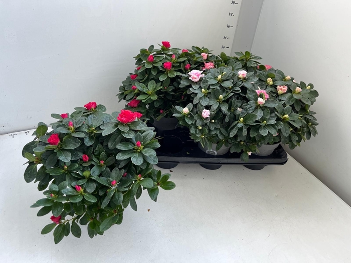 <h4>RHODO SI GEM</h4>