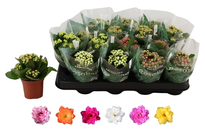 <h4>KAL GE RO GEM 6 KL</h4>