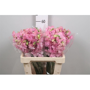 Lathyr Parfum P Pink