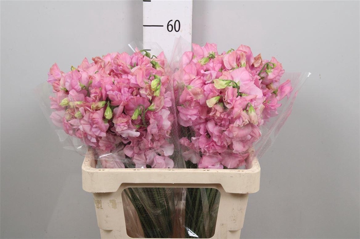 <h4>Lathyr Parfum P Pink</h4>