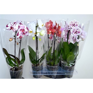 PHAL EL CASCADE