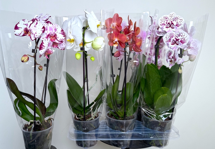 <h4>PHAL EL CASCADE</h4>