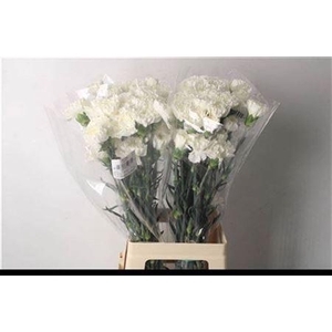 Di St Moonlight White