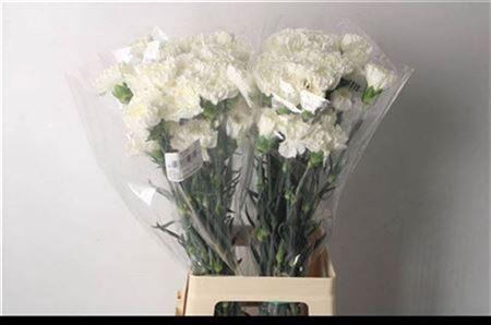<h4>Di St Moonlight White</h4>