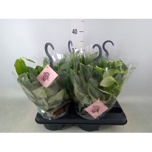 Scindapsus treubii 'Moonlight'