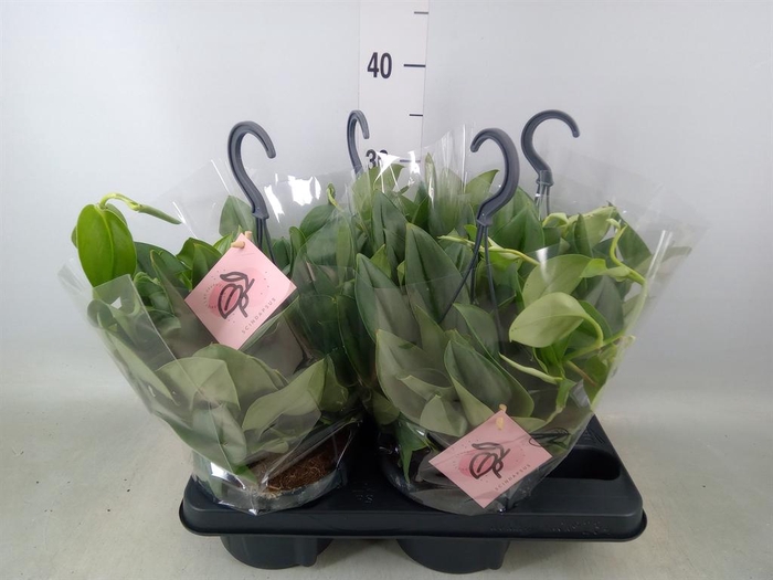 <h4>Scindapsus treubii 'Moonlight'</h4>